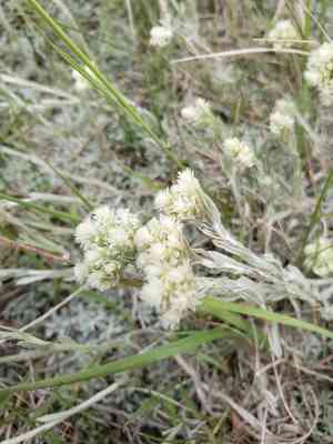 Littleleaf pussytoes(Antennaria microphylla)