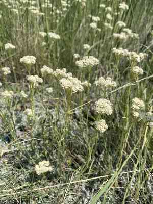 Littleleaf pussytoes(Antennaria microphylla)