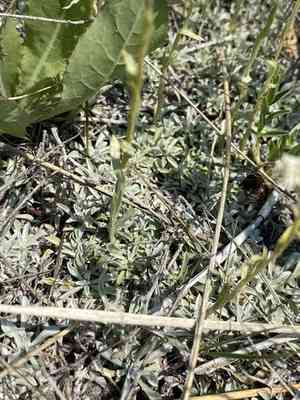 Littleleaf pussytoes(Antennaria microphylla)