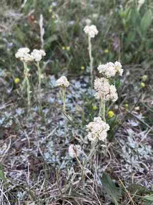 Littleleaf pussytoes(Antennaria microphylla)