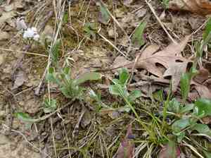Field pussytoes(Antennaria neglecta)