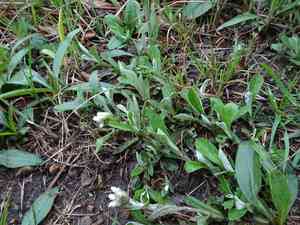 Field pussytoes(Antennaria neglecta)