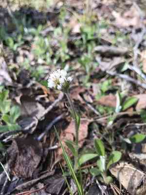 Field pussytoes(Antennaria neglecta)
