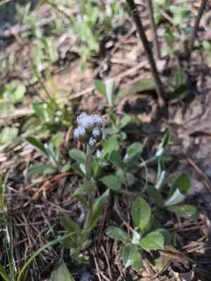 Field pussytoes(Antennaria neglecta)
