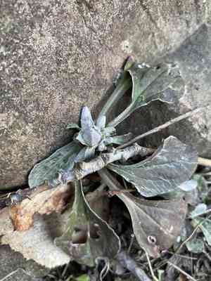 Parlin's pussytoes(Antennaria parlinii)