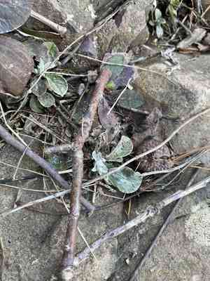 Parlin's pussytoes(Antennaria parlinii)