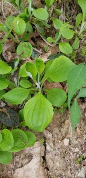 Parlin's pussytoes(Antennaria parlinii)