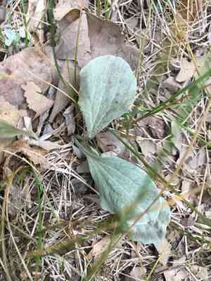 Parlin's pussytoes(Antennaria parlinii)