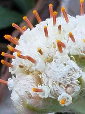 Plantain pussytoes(Antennaria plantaginifolia)