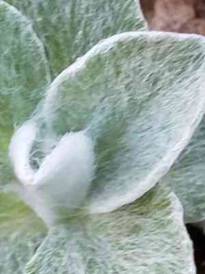 Plantain pussytoes(Antennaria plantaginifolia)