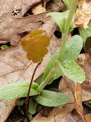 Plantain pussytoes(Antennaria plantaginifolia)