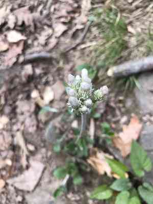 Plantain pussytoes(Antennaria plantaginifolia)