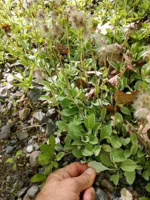 Plantain pussytoes(Antennaria plantaginifolia)