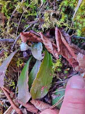 Single-head pussytoes(Antennaria solitaria)