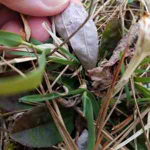 Single-head pussytoes(Antennaria solitaria)