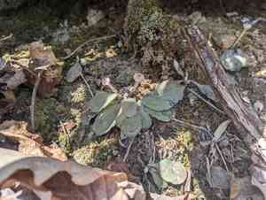 Single-head pussytoes(Antennaria solitaria)