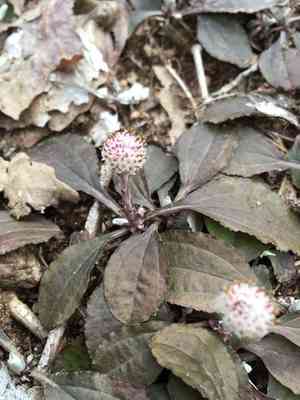 Single-head pussytoes(Antennaria solitaria)