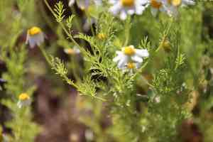Stinking chamomile(Anthemis cotula)
