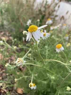 Stinking chamomile(Anthemis cotula)