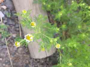 Stinking chamomile(Anthemis cotula)