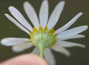Stinking chamomile(Anthemis cotula)