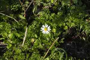 Chamomile (Anthemis)(Anthemis)