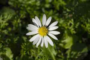 Chamomile (Anthemis)(Anthemis)