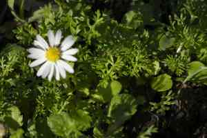 Chamomile (Anthemis)(Anthemis)