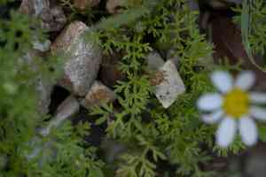 Chamomile (Anthemis)(Anthemis)