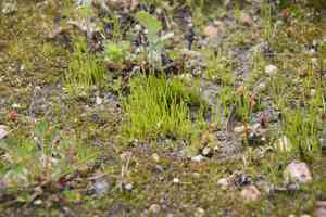 Dotted hornwort(Anthoceros punctatus)