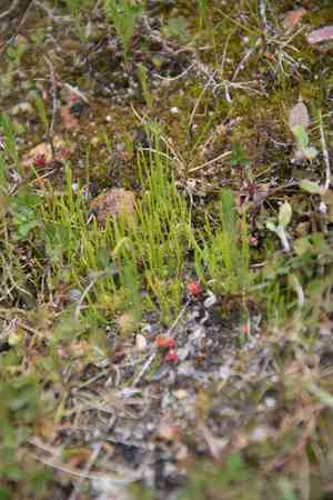 Dotted hornwort(Anthoceros punctatus)