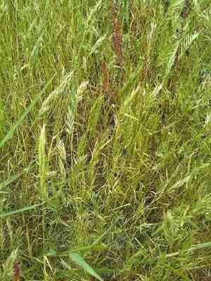 Annual vernal grass(Anthoxanthum aristatum)