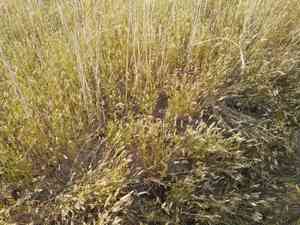 Annual vernal grass(Anthoxanthum aristatum)