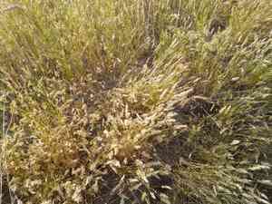 Annual vernal grass(Anthoxanthum aristatum)