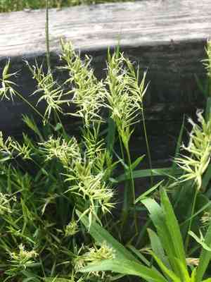 Annual vernal grass(Anthoxanthum aristatum)