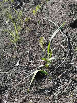 Sweetgrass(Anthoxanthum nitens)