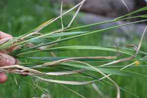 Sweetgrass(Anthoxanthum nitens)