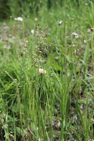 Sweetgrass(Anthoxanthum nitens)