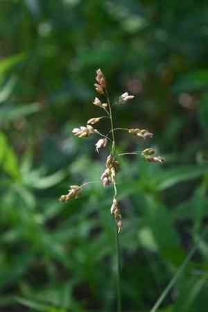 Sweetgrass(Anthoxanthum nitens)