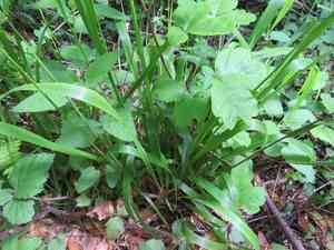California sweet grass(Anthoxanthum occidentale)