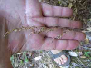 California sweet grass(Anthoxanthum occidentale)