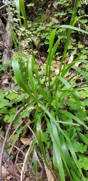California sweet grass(Anthoxanthum occidentale)