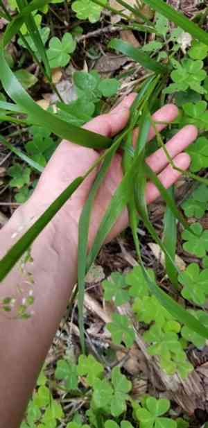 California sweet grass(Anthoxanthum occidentale)