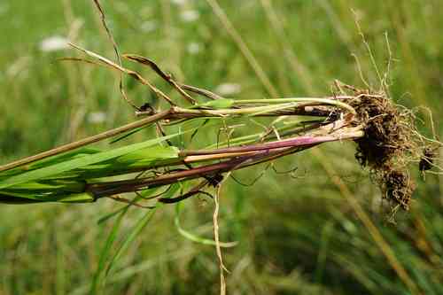 Sweet vernal grass(Anthoxanthum odoratum)