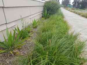 Sweet vernal grass(Anthoxanthum odoratum)