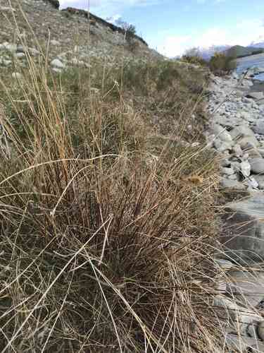 Sweet vernal grass(Anthoxanthum odoratum)