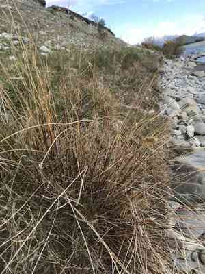 Sweet vernal grass(Anthoxanthum odoratum)