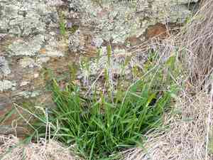 Sweet vernal grass(Anthoxanthum odoratum)