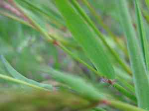 Sweet vernal grass(Anthoxanthum odoratum)