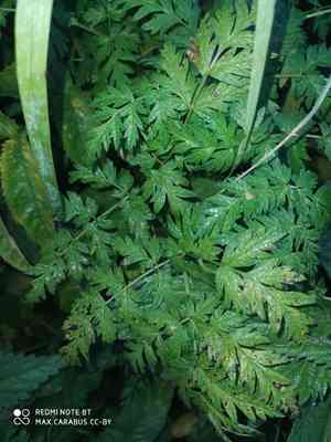 Cow parsley(Anthriscus sylvestris)